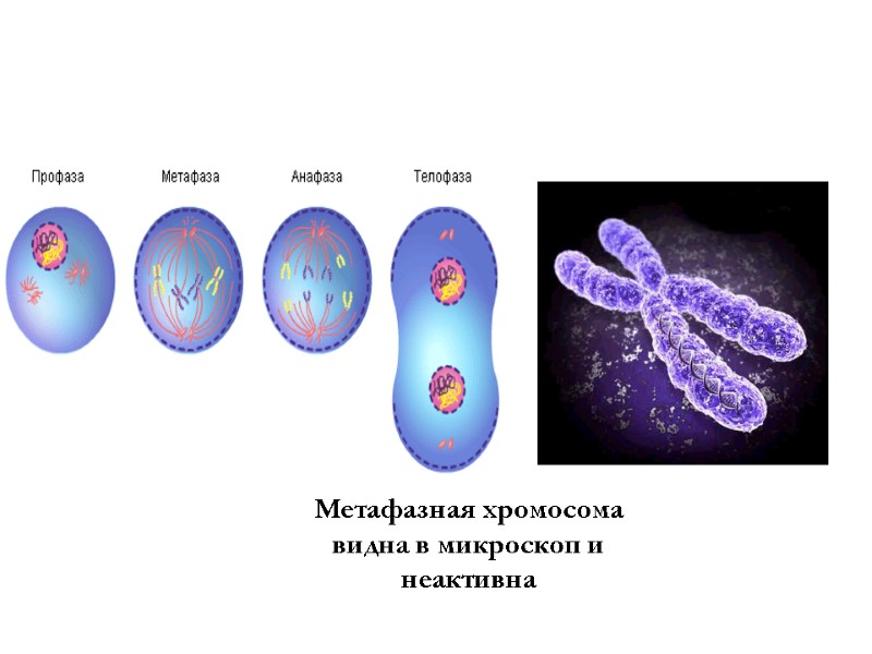 Метафазная хромосома видна в микроскоп и неактивна